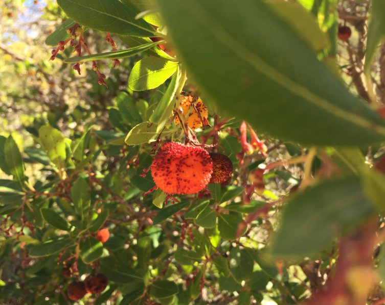 Medronho (Foto: Denise Heller).