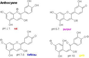 Das Farbspektrum von Anthocyane reicht hier von blau bis rot. Im sauren Milieu überwiegt die Rotfärbung, im basischen sind vor allem Blau- und Violett-Töne zu finden. (Quelle: http://www.chemie.fu-berlin.de/medi/suppl/anthocyane.gif)