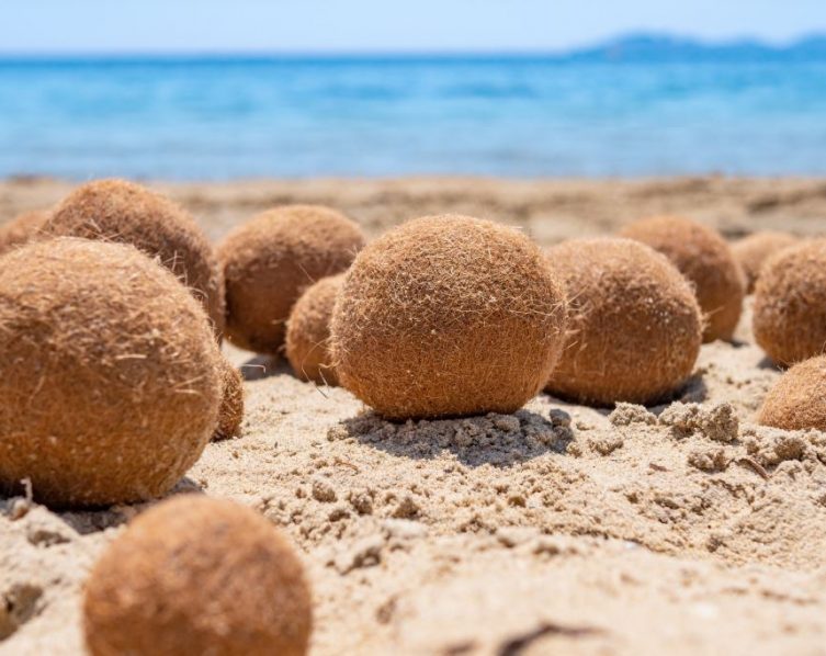 Seegras wird als Neptunball angespült.